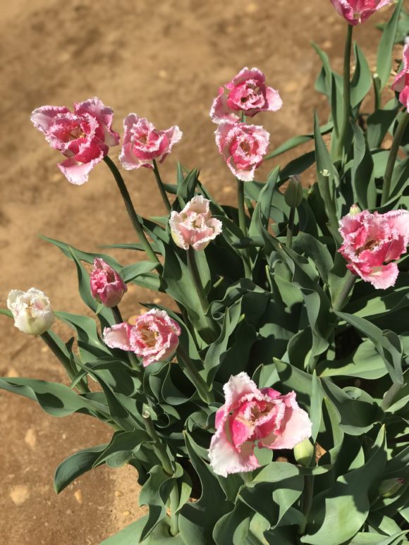 Pink tulips with dirt in background