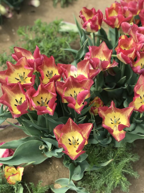Red and yellow tulips from NJ tulip farm