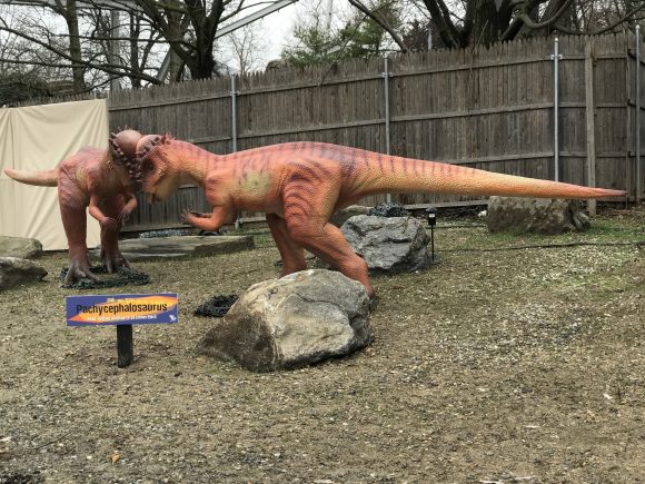 head butting dinosaurs at the Philadelphia Zoo