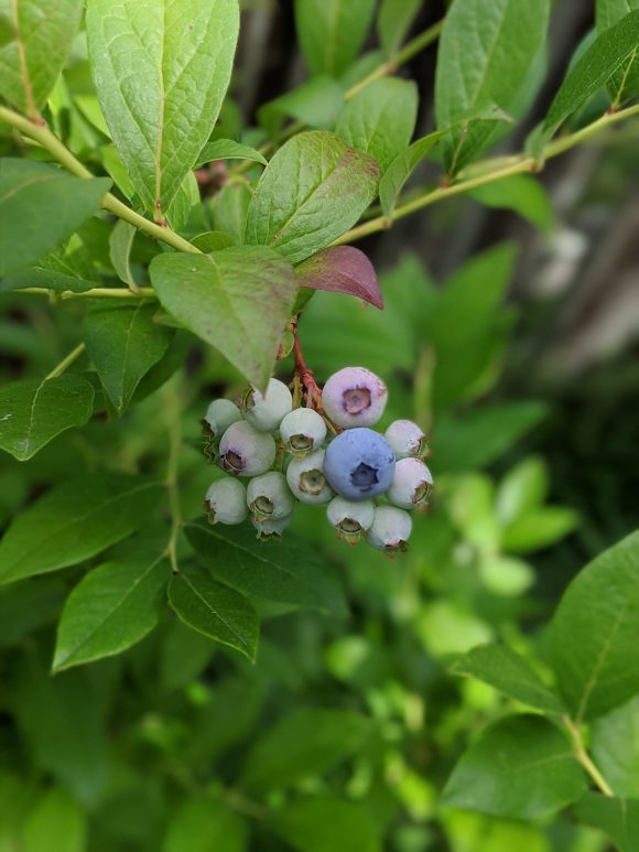 blueberries from NJ blueberry farm