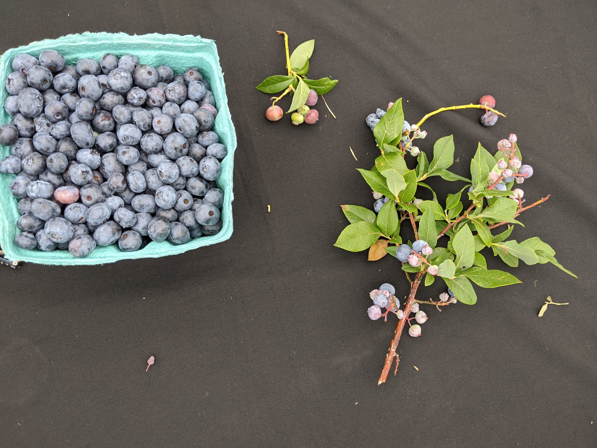 Blueberries from NJ summer festivals