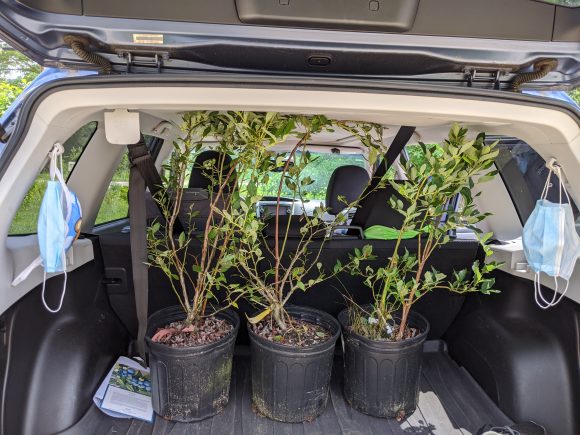 blueberry plants in New Jersey to grow at home are loaded in the back of a car.