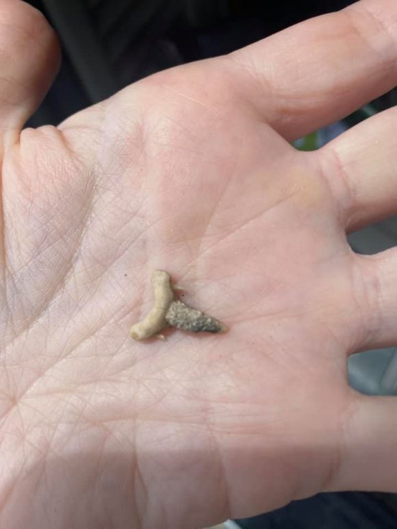 a hand holding a fossil found at Big Brook Preserve in NJ