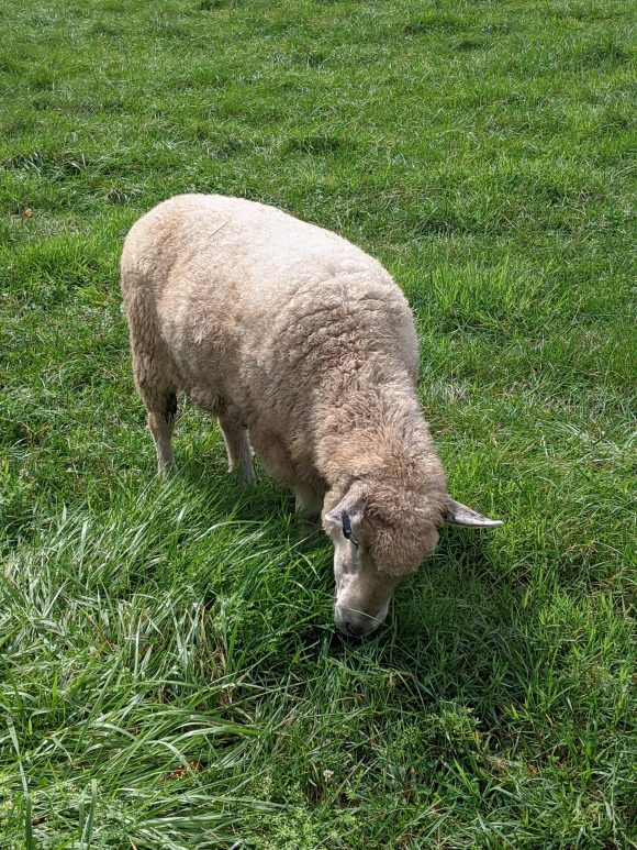 See sheep for free in Lambertville nj at Howell Living History Farm