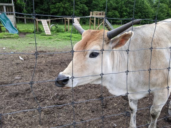 A bull at Mount Laurel Animal Hospital Farm in Mt. Laurel NJ