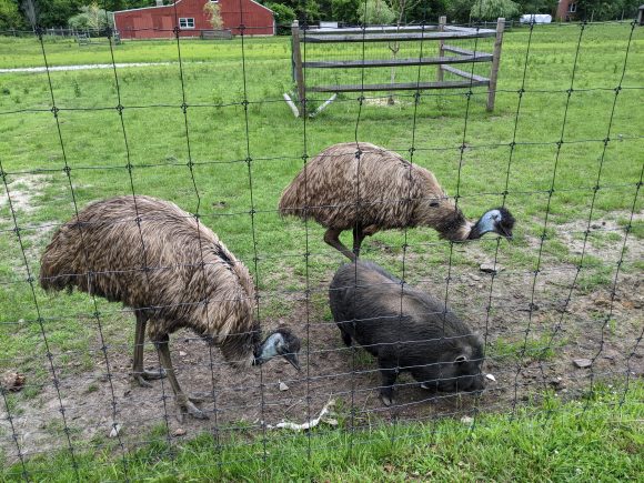 Mount Laurel animal hospital has emus and a hog.