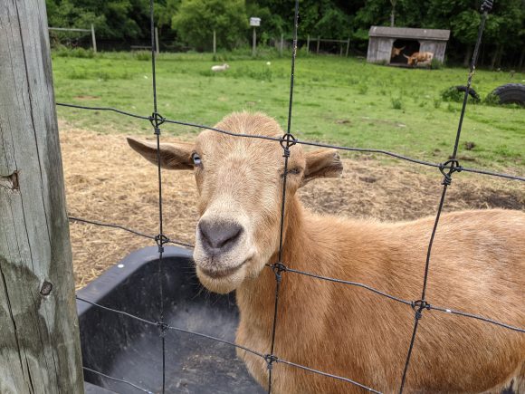 goat at Mount Laurel Animal Hospital Farm