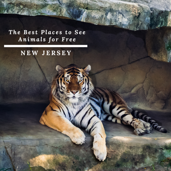 places to see animals for free in New Jersey