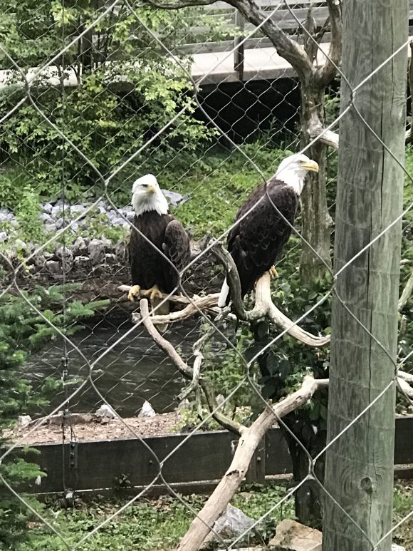 bald eagles at ZooAmerica