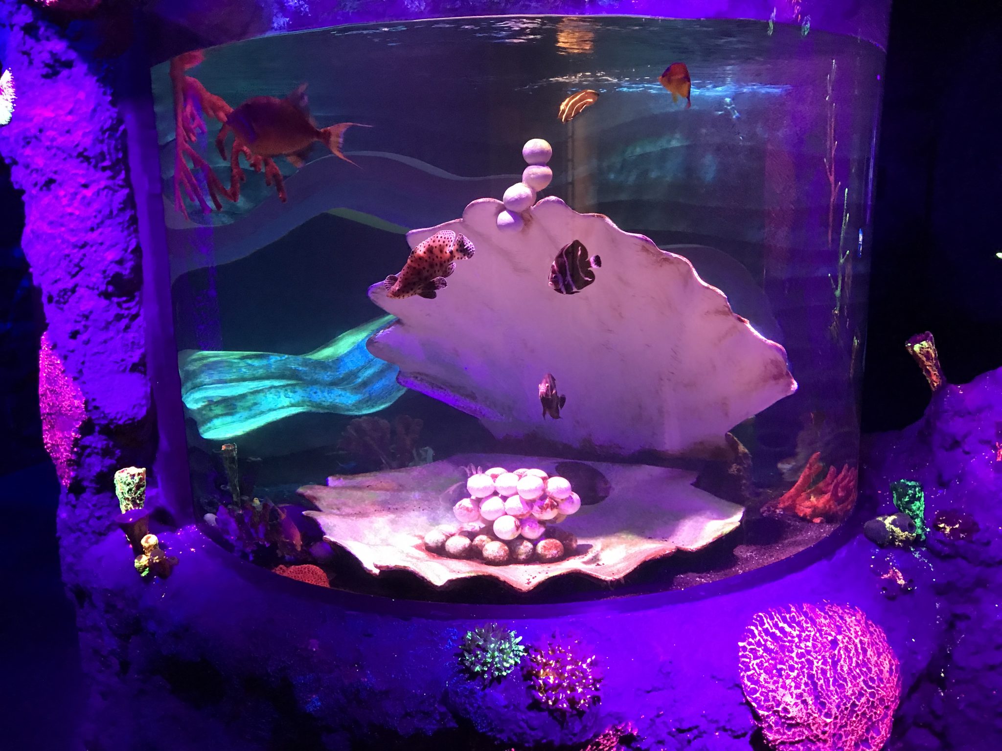 oyster-tank-at-Sea-Life-Aquarium-horizontal-image