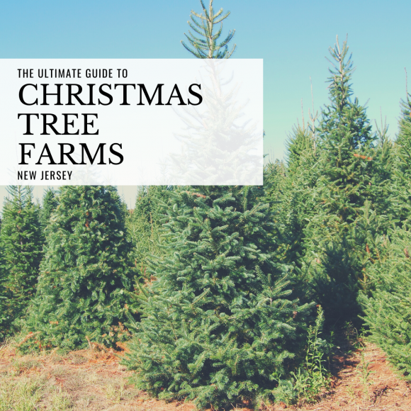 New-Jersey-Christmas-tree-farms