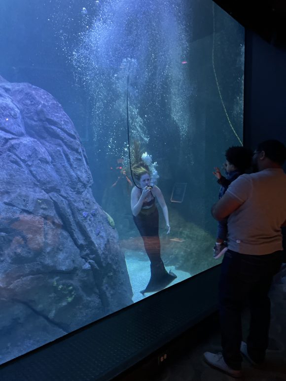 Underwater mermaid interacts with a child at Adventure aquarium