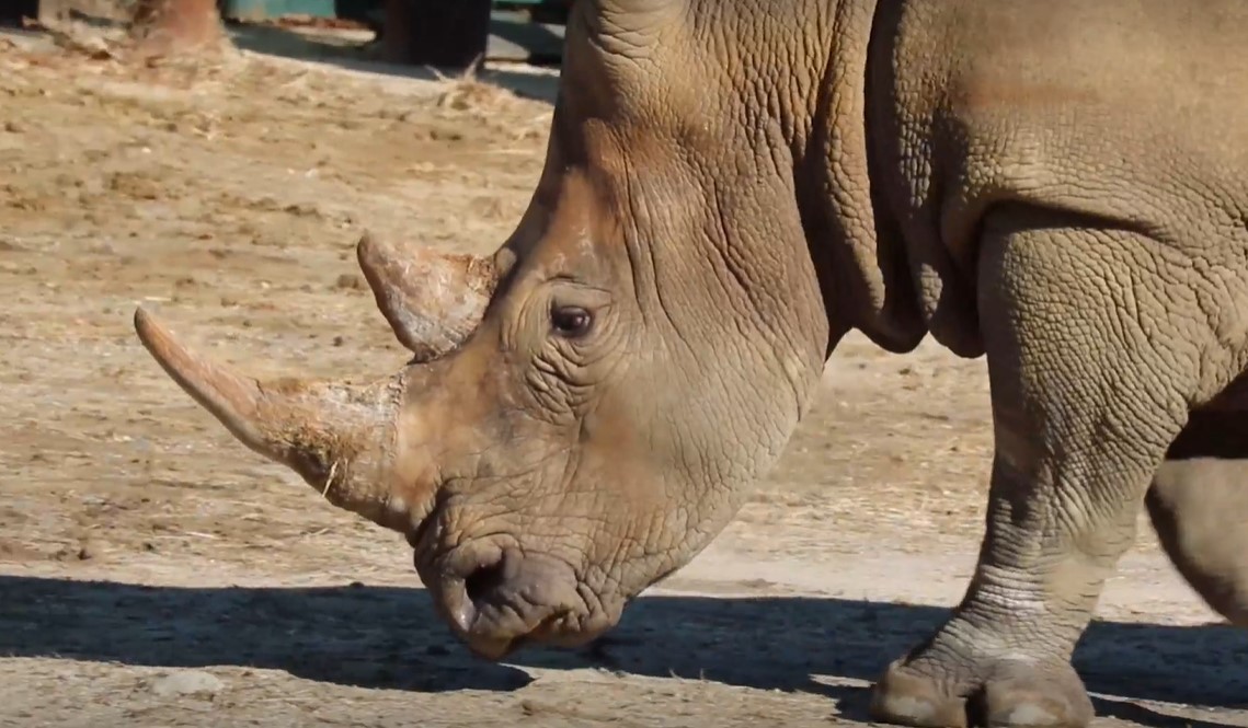 Close up Sawyer, the Southern White Rhinoceros at Six Flags Great Adventure Drive Thru Safari 2022