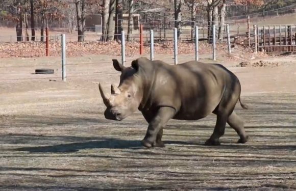 Close up Sawyer, the Southern White Rhinoceros at Six Flags Great Adventure Drive Thru Safari 2022
