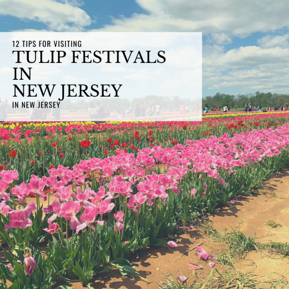 Tulip Festivals in New Jersey