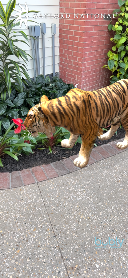A Wildlife Rescue Tiger smells the flowers in the Gaylord National Resort atrium.