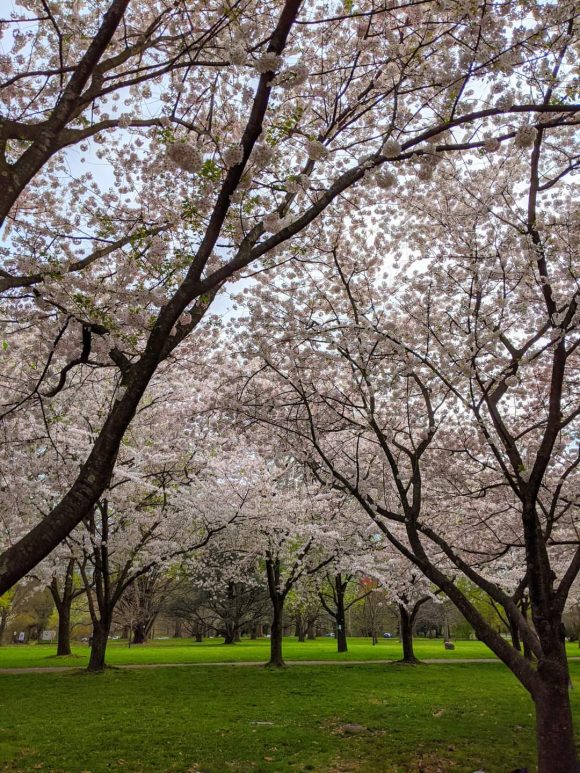 Cherry Blossom at Fairmount Park in Philadelphia 2