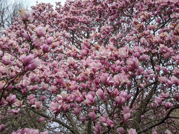 Cherry Blossom at Fairmount Park in Philadelphia