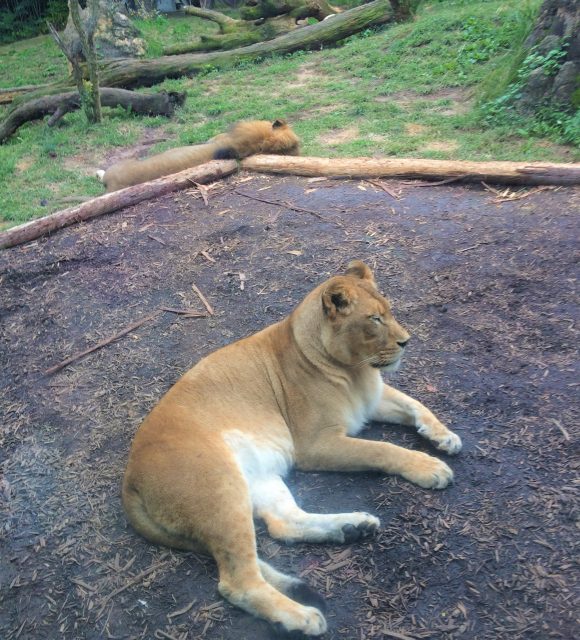 lions at Philadelphia Zoo