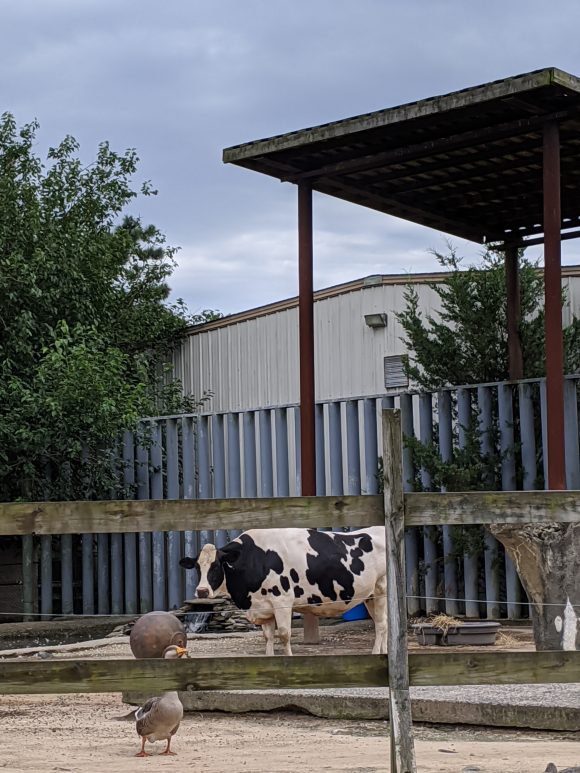 Cow at Popcorn Park Zoo in New Jersey.jpg