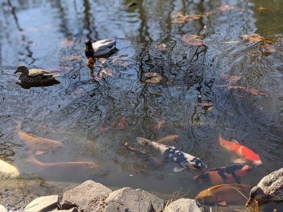 Colorful koi attract toddlers to the pond at Grounds for Sculpture in New Jersey.