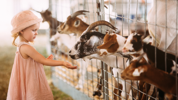 New Jersey toddler activities can include petting goats at local farms.