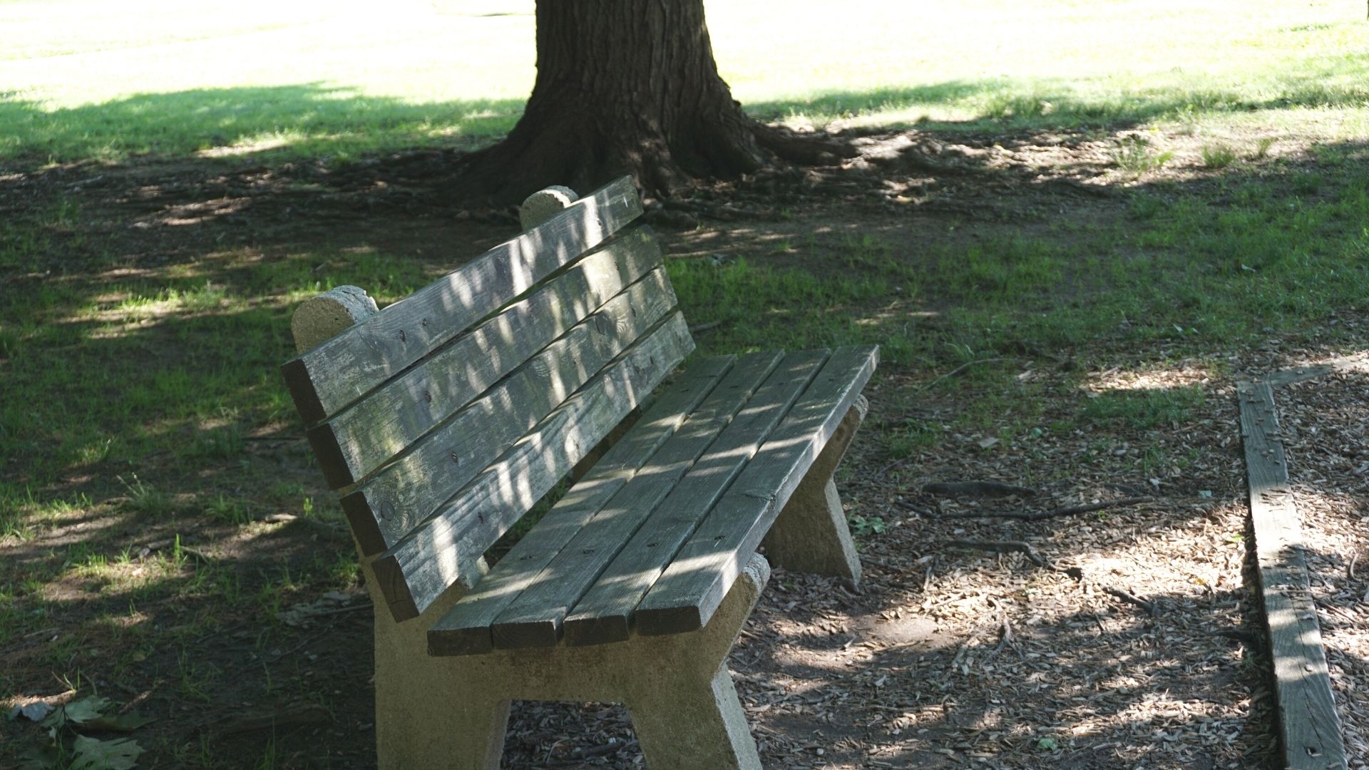 Fort Mott State Park bench under tree in Pennsville NJ