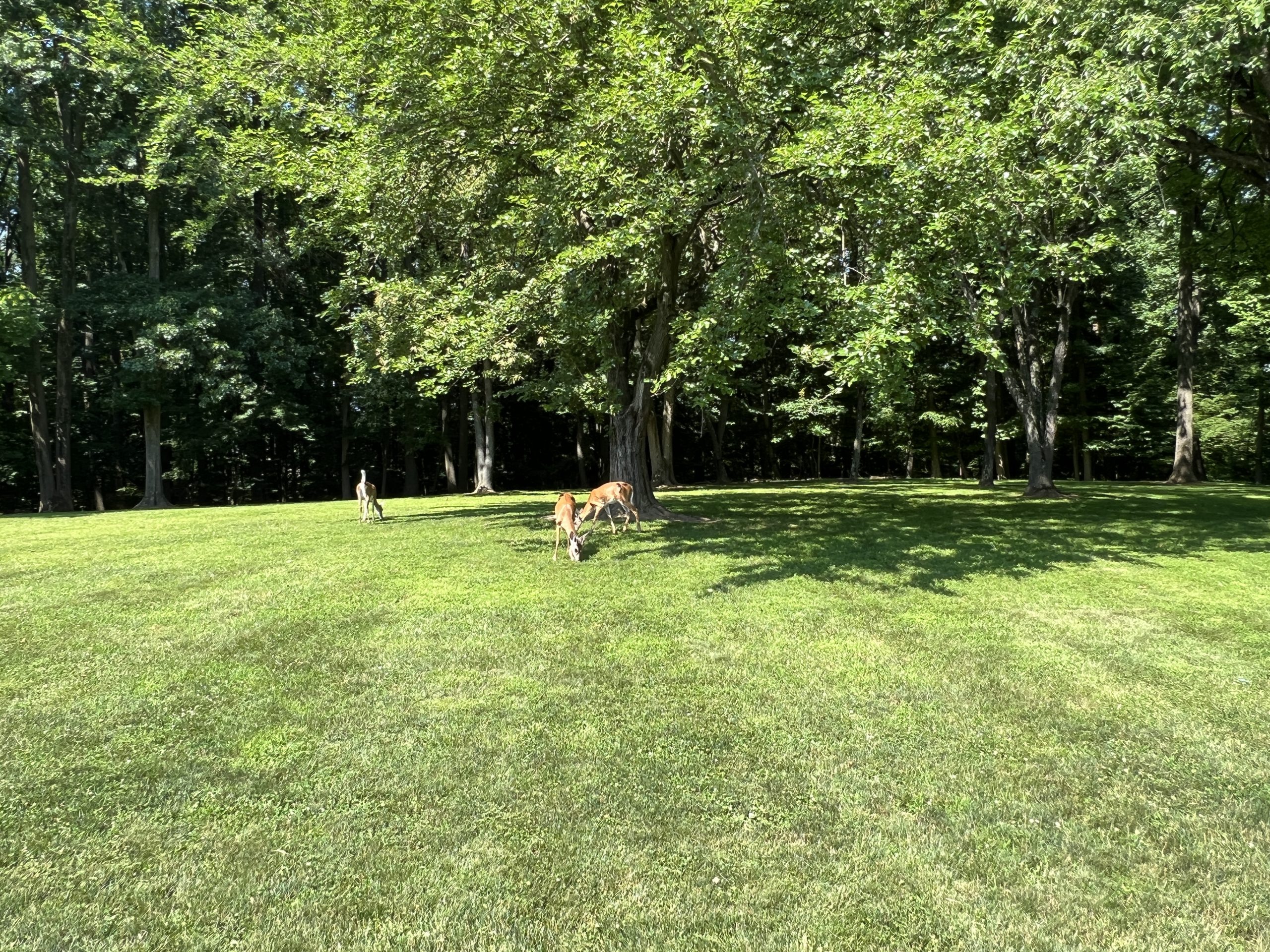 Shai Shacknai Memorial Park Playground in Wayne NJ 00003 Deer