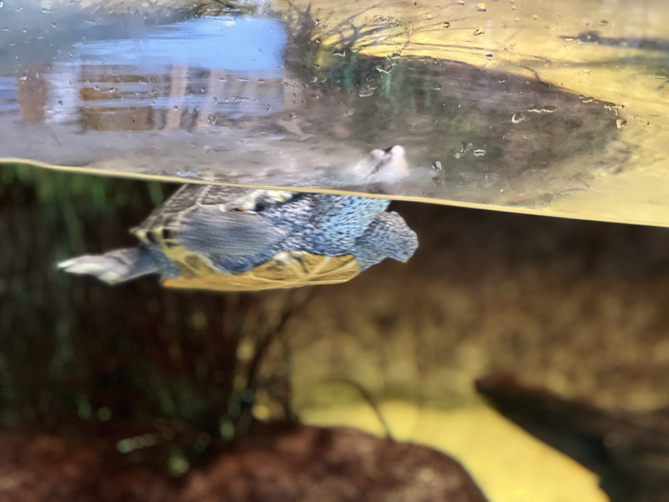 Turtle swimming in Hudson Home at Liberty Science Center