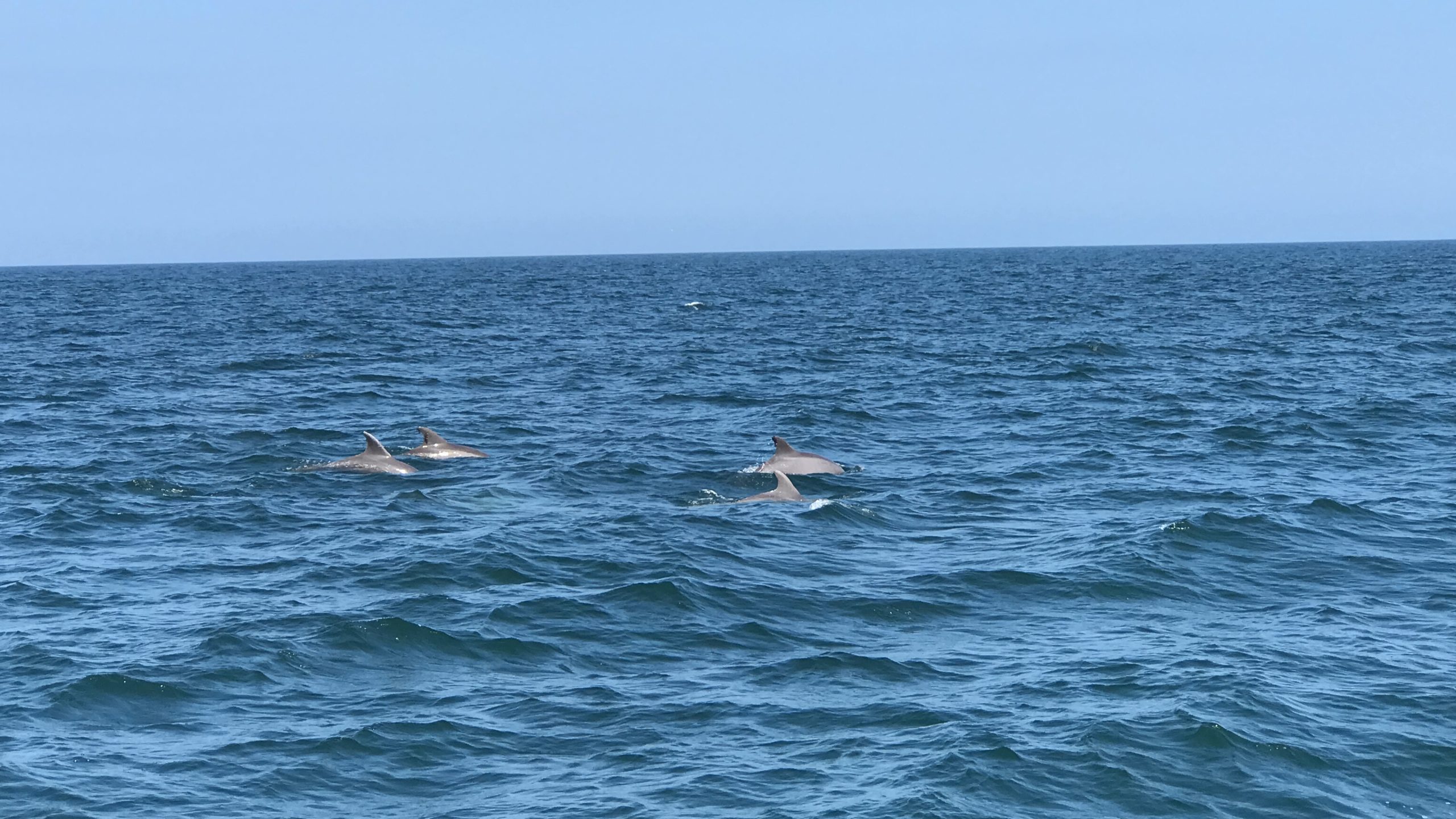 dolphins in the water off of Atlantic City NJ