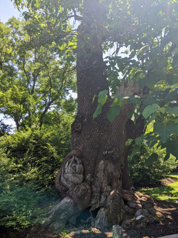 EXTRAS - Unique Tree at Marquand Park in Princeton NJ
