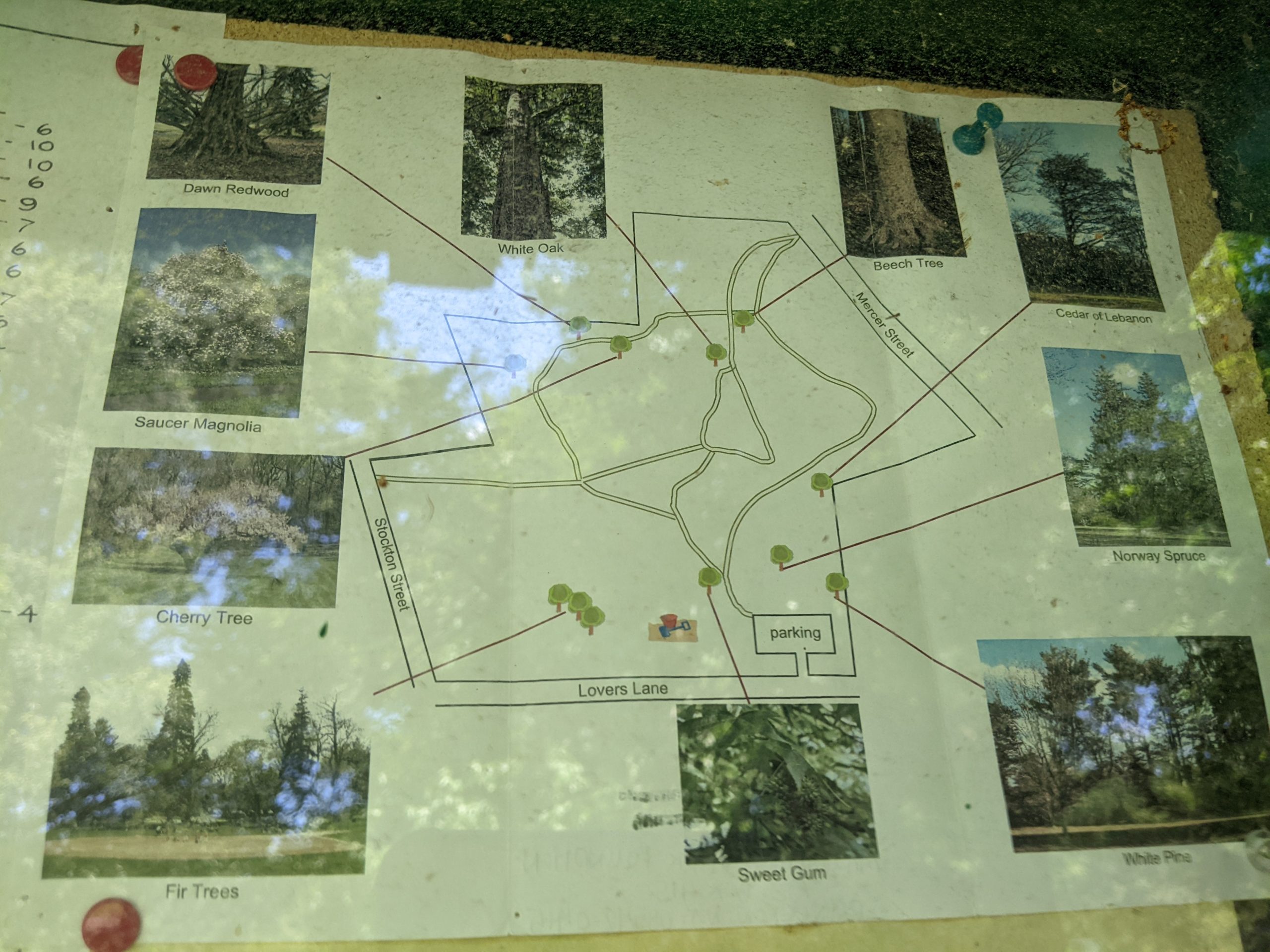 EXTRAS - Walking Path - Tree map at Marquand Park in Princeton NJ