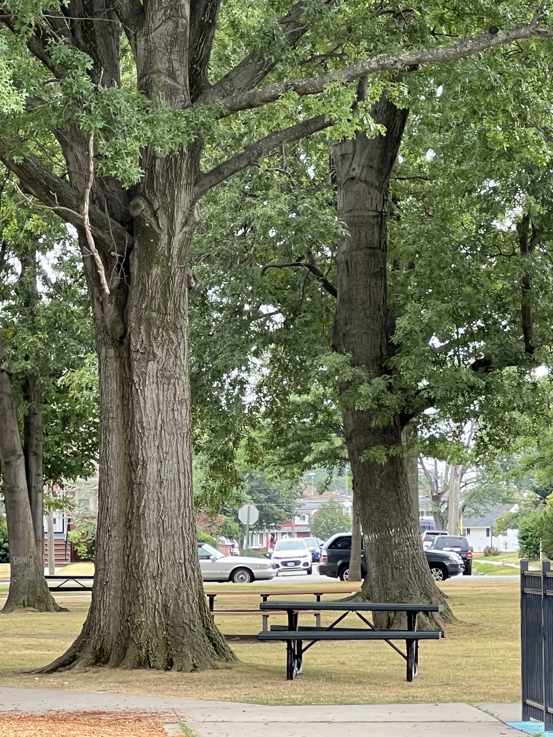 SHADY area with picnic tables under trees at Carteret Park in Carteret NJ