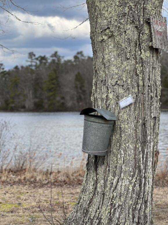 Historic Batsto Village Maple Sugaring in Wharton State Forest New Jersey maple tree with collection bucket at lake