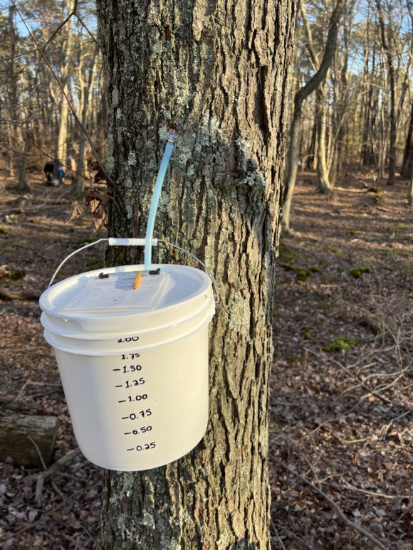 Stockton University Maple Sugaring in Galloway New Jersey maple tree with sap collection bucket