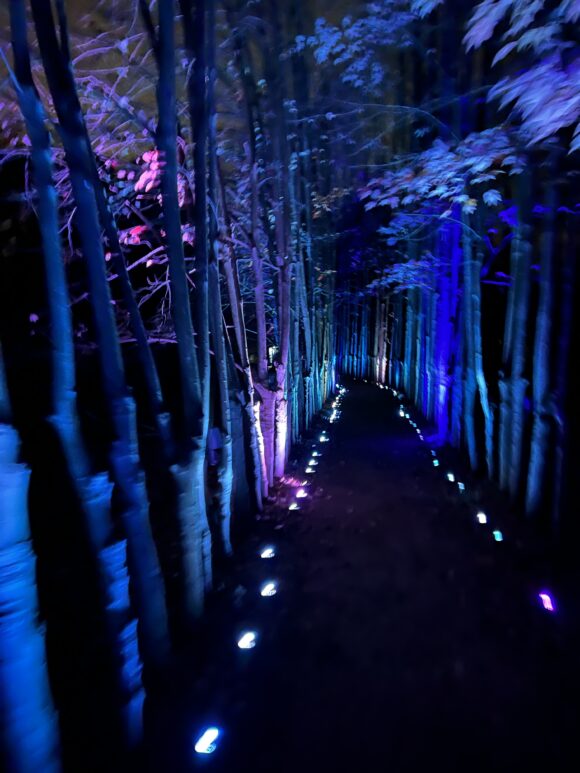 valley of colorful trees at Night Forms- Infinite Wave at Grounds for Sculpture in Princeton NJ