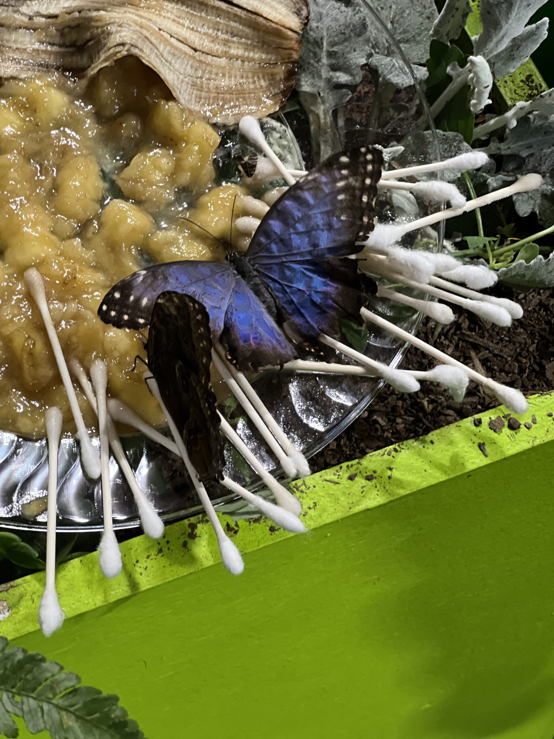 Butterfly from butterflies live, a kid activity at the Philadelphia Show