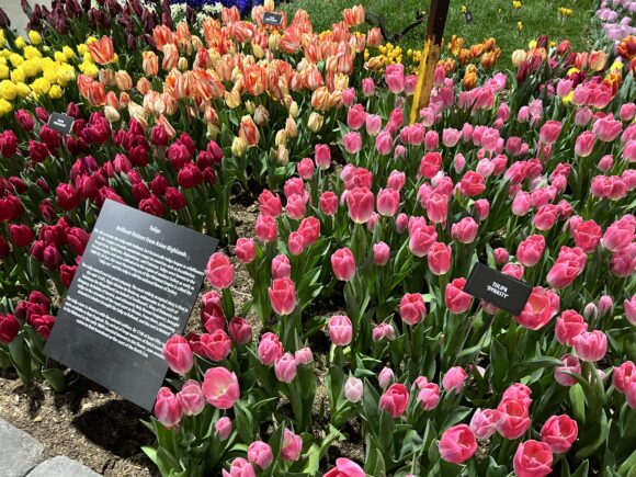 There are lots of fields of colorful tulips at the Philadelphia Flower Show