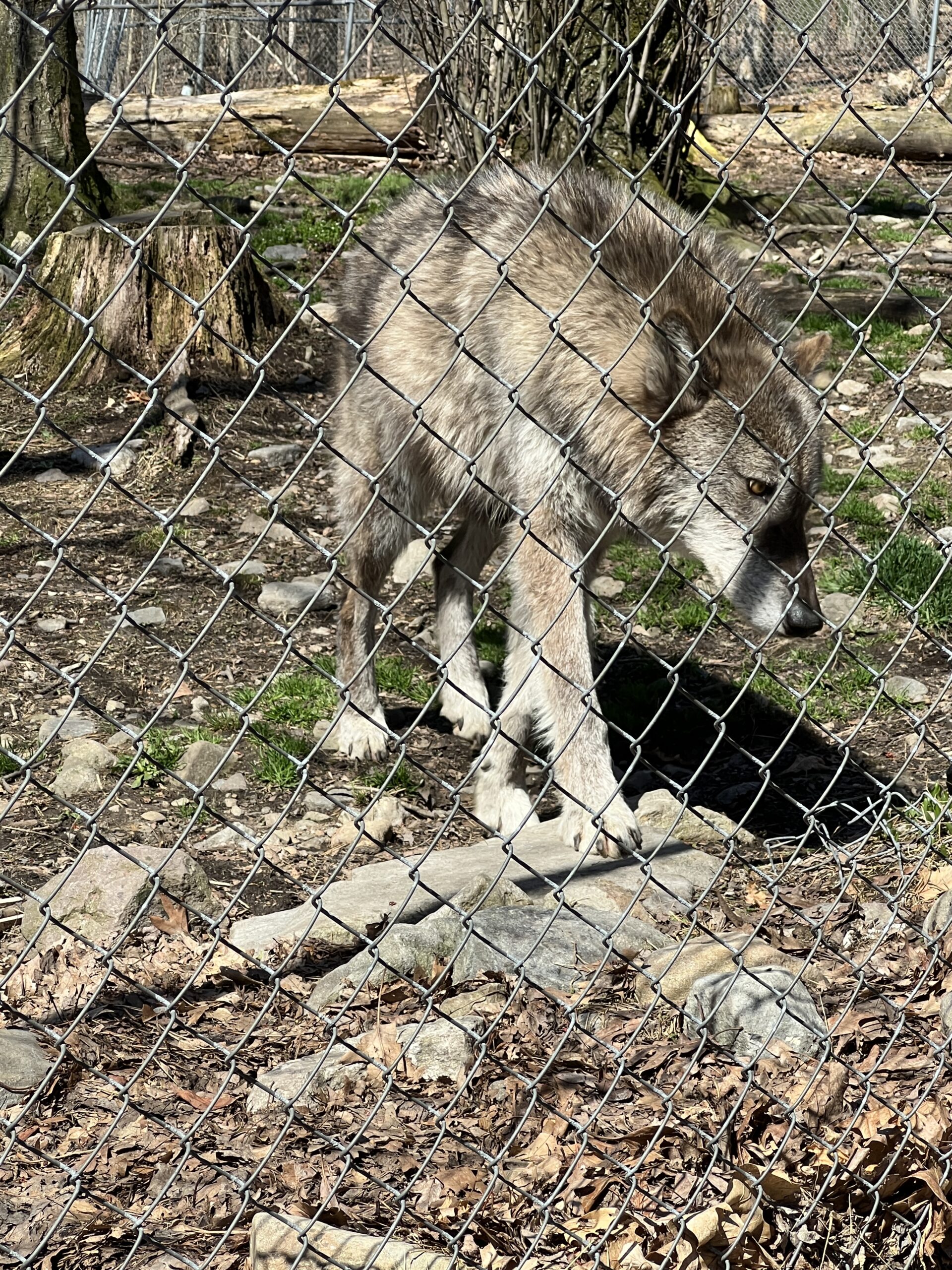 a wolf watches visitors at Lakota Wolf Preserve during spring break nj