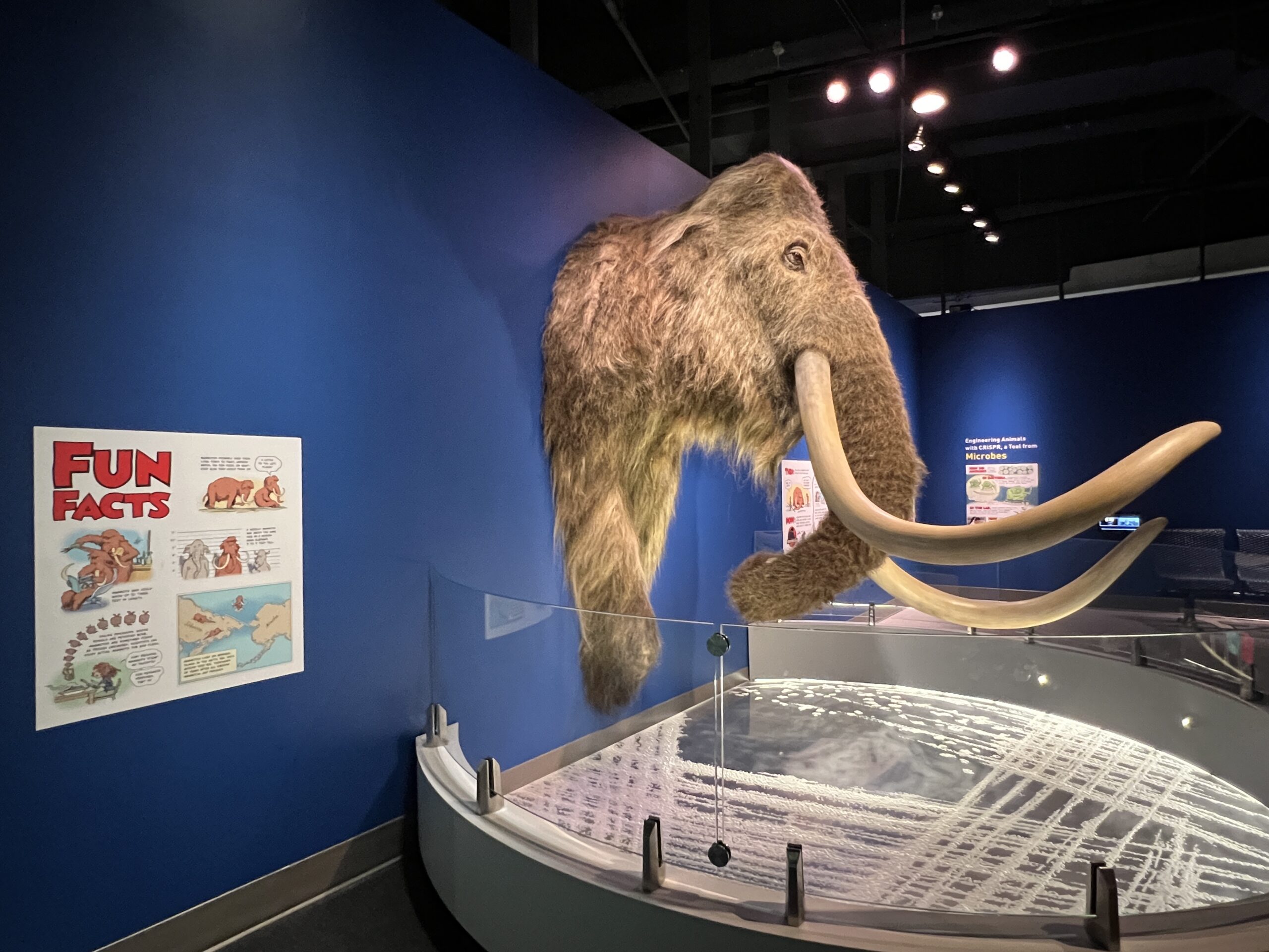 Mammoth exhibit at at the Liberty Science Center in Jersey City NJ
