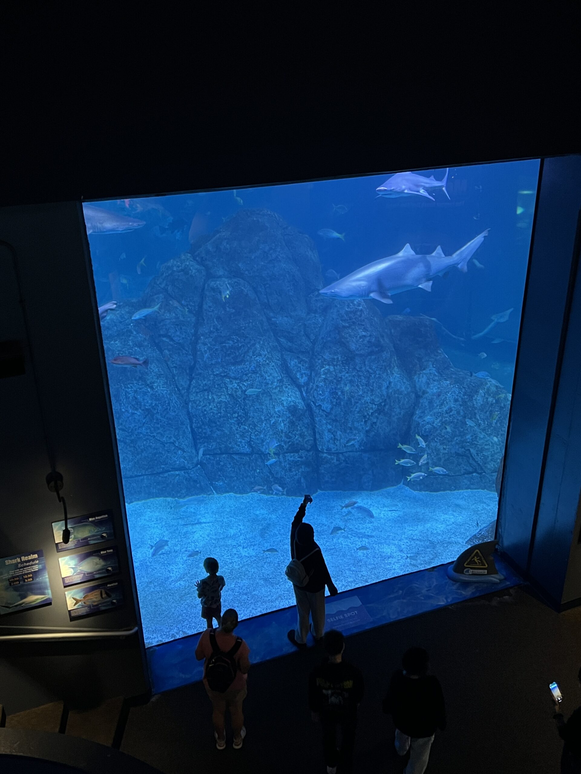 large window with sharks at adventure aquarium