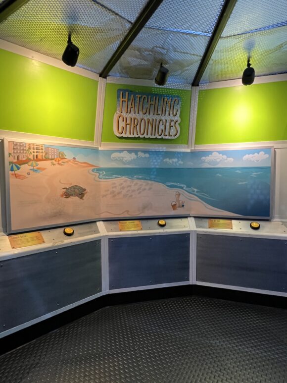 Hatchling Chronicles at Adventure Aquarium Sea Turtle Cove