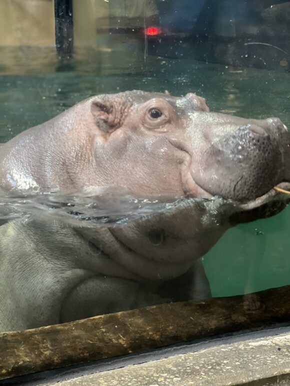 Hippo at feeding time in Adventure Aquarium Hippo Haven August 2022