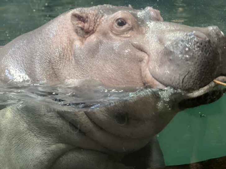 Hippo-at-feeding-time-in-Adventure-Aquarium-Hippo-Haven-August-2022
