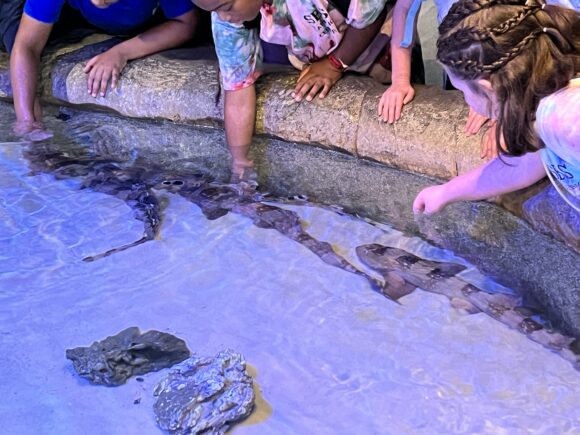 kids touching sharks at Adventure Aquarium